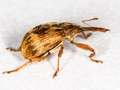 Furcipus rectirostris